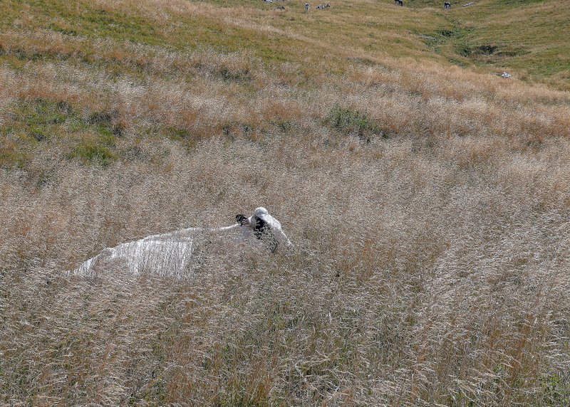 Animali al pascolo
